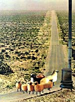 Collage of sheep standing on a road, by Joan McCrimmon Hebb
